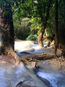 Kuang Si Wasserfälle eingebettet in den Dschungel