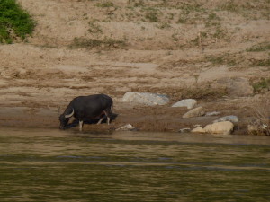 Ein Wasserbüffel 