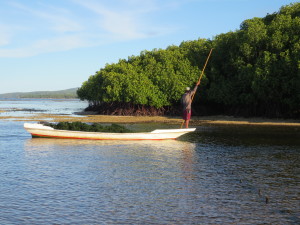 Ein Algenboot beim Mangrovenwald