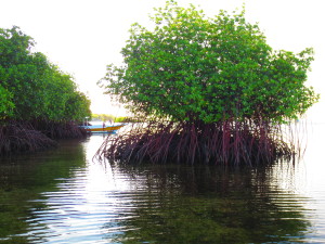 Mangroven überleben im Salzwasser