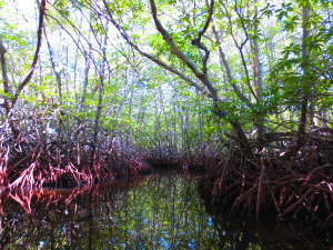 Verwirrend: Wasserspiegelungen im Mangrovenwald