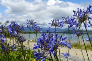 Blaue Blumen, blaues Meer, blaue Berge in Hokitika