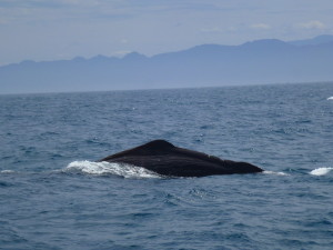 Wale: Imposant und erhaben sind diese riesigen Tiere