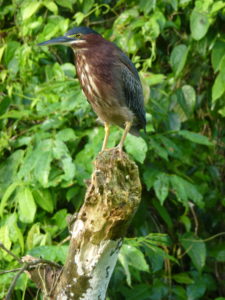Einer der über 300 Vogelarten in Costa Rica