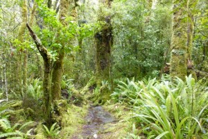 Moos, Farne und Regenwald