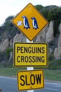 Vorsicht - Pinguine überqueren die Straße