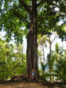 Mächtige Bäume im Nationalpark Drake Bay