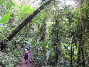 Eine zauberhafte Stimmung liegt über den Pfaden im St. Elena Nationalpark
