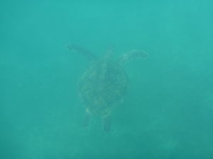 Da schwimmt sie unter uns: eine Meeresschildkröte.